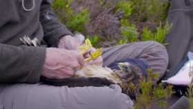 Inside the Forest Seasons of Wonder S01E02 Summer 1080p MY5 WEB-DL AAC2 0 H 264-playWEB EZTV