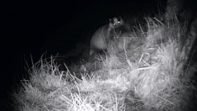 Inside the Forest Seasons of Wonder S01E03 Autumn 1080p MY5 WEB-DL AAC2 0 H 264-playWEB EZTV