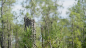 Interrogation Raw S02E07 1080p HEVC x265-MeGusta EZTV