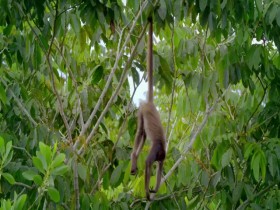 Into the Wild Colombia S01E01 A Capuchins Tale 480p x264-mSD EZTV