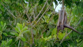 Into the Wild Colombia S01E01 A Capuchins Tale WEB h264-CAFFEiNE EZTV