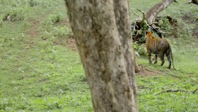 Into the Wild India S01E02 Rana Queen of the Jungle WEB H264-UNDERBELLY EZTV
