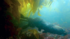 Island of the Sea Wolves S01E01 XviD-AFG EZTV