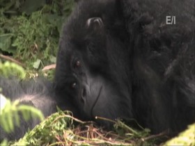 Jack Hannas Into the Wild S13E04 Best of Virungas Mountain Gorillas 480p x264-mSD EZTV