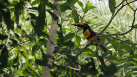 Jaguar Journals S01E02 XviD-AFG EZTV