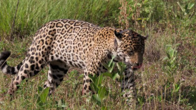 Jaguar Journals S01E05 1080p HEVC x265-MeGusta EZTV