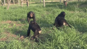 Jane Goodalls Chimp Sanctuary S01E01 1080p WEB h264-POPPYCOCK EZTV