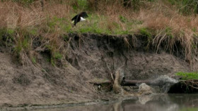 Jewels Of The Natural World S01E03 XviD-AFG EZTV