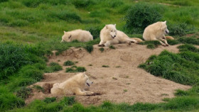 Jimmy And Shivis Farmhouse Breakfast S01E09 720p WEB H264-SKYFiRE EZTV