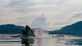 Journey with Dylan Dreyer S01E01 Adventure Alaska 720p HULU WEBRip AAC2 0 H 264-RTN EZTV