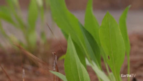 Kill Your Lawn S01E08 XviD-AFG EZTV