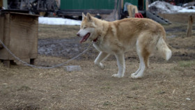 Life Below Zero S22E01 Destroyer of Worlds 1080p HULU WEB-DL DDP5 1 H264-WhiteHat EZTV