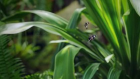 Life in Colour S01E01 1080p HEVC x265-MeGusta EZTV