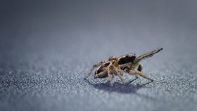 Life in Colour S01E03 1080p HEVC x265-MeGusta EZTV