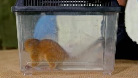 Little Giants S01E13 Adorable Assassin XviD-AFG EZTV