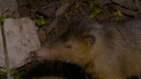Liz Bonnins Wild Caribbean S01E01 XviD-AFG EZTV