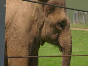 London Zoo An Extraordinary Year S01E02 480p x264-mSD EZTV