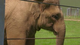 London Zoo An Extraordinary Year S01E02 HDTV x264-DARKFLiX EZTV