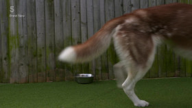 Lost Dog Found Dog with Clare Balding S02E02 1080p HDTV H264-DARKFLiX EZTV