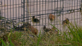 Love Off The Grid S02E04 1080p HEVC x265-MeGusta EZTV