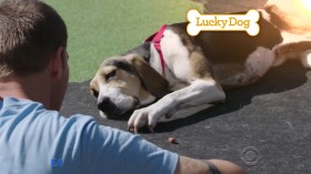 Lucky Dog S06E04 Betsy 720p HDTV x264-W4F EZTV