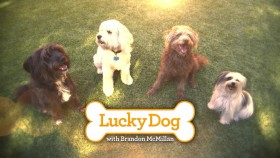 Lucky Dog S07E20 Highways and Byways 720p WEB x264-LiGATE EZTV