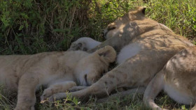 Maasai Mara Wildlife Crossover S01E01 XviD-AFG EZTV