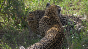 Maasai Mara Wildlife Crossover S01E02 1080p WEB H264-CBFM EZTV