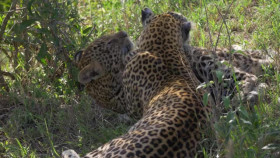 Maasai Mara Wildlife Crossover S01E02 XviD-AFG EZTV