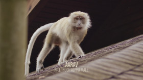 Macaque Island S01E01 1080p WEB h264-EDITH EZTV