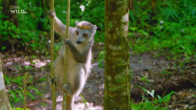 Madagascars Weirdest S01E01 XviD-AFG EZTV
