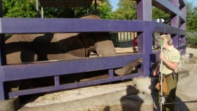 Magic of Disneys Animal Kingdom S01E01 Kenya the Gutsy Giraffe XviD-AFG EZTV