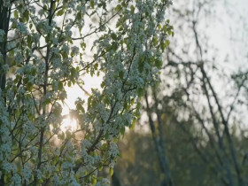 Maine Cabin Masters S10E03 480p x264-mSD EZTV