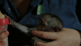 Malawi Wildlife Rescue S01E02 Monkey Madness WEB h264-CAFFEiNE EZTV