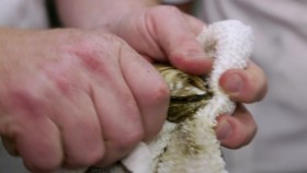 Man v Food S09E07 Hall of Fame Sensational Seafood 720p WEB h264-B2B EZTV