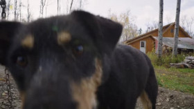 Man Woman Dog S01E02 XviD-AFG EZTV