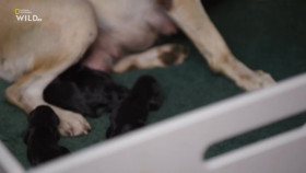 Man Woman Dog S01E03 720p HDTV x264-CBFM EZTV