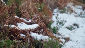 Mary Berrys Simple Comforts S01E06 Winter Woodland 720p HDTV x264-DARKFLiX EZTV