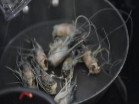 MasterChef The Professionals S17E04 480p x264-mSD EZTV