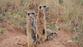 Meerkat Manor Rise of the Dynasty S01E03 720p HEVC x265-MeGusta EZTV