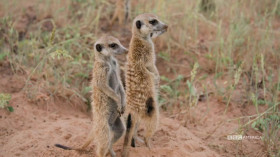 Meerkat Manor Rise of the Dynasty S01E03 WEBRip x264-BAE EZTV