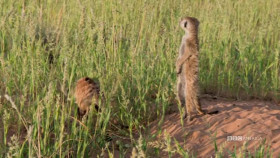 Meerkat Manor Rise of the Dynasty S01E03 XviD-AFG EZTV