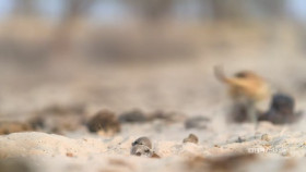 Meerkat Manor Rise of the Dynasty S01E05 720p HEVC x265-MeGusta EZTV