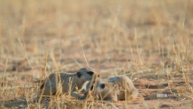 Meerkat Manor Rise of the Dynasty S01E06 1080p HEVC x265-MeGusta EZTV