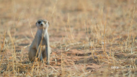 Meerkat Manor Rise of the Dynasty S01E06 1080p WEBRip x264-BAE EZTV