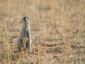 Meerkat Manor Rise of the Dynasty S01E06 480p x264-mSD EZTV