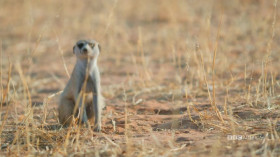 Meerkat Manor Rise of the Dynasty S01E06 WEBRip x264-BAE EZTV