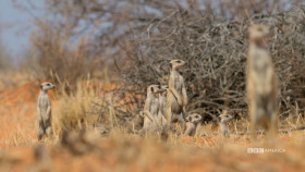 Meerkat Manor Rise of the Dynasty S01E07 1080p HEVC x265-MeGusta EZTV