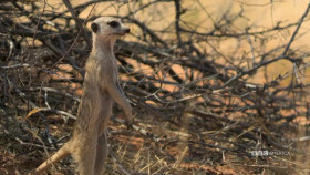 Meerkat Manor Rise of the Dynasty S01E07 XviD-AFG EZTV