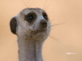 Meerkat Manor Rise of the Dynasty S01E08 480p x264-mSD EZTV